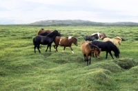 Picture of iceland horses on grassy lava field near hofn, iceland