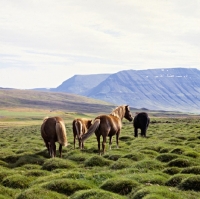 Picture of Iceland Horses standing on grass covered volcanic rocks at Sauderkrokur