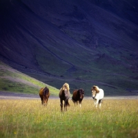 Picture of Iceland horses walking to camera at Kalfstindar