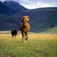 Picture of Iceland horses walking to camera at Kalfstindar