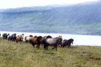 Picture of iceland mares and foals beside water at olafsvellir, iceland