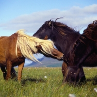 Picture of iceland mares mutual grooming at Olafsvellir