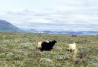 Picture of iceland sheep among tussocks in iceland