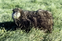 Picture of iceland sheep at olafsvellir iceland, eating grass