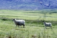 Picture of iceland sheep, ewe and lamb in iceland