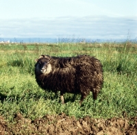 Picture of iceland sheep in iceland