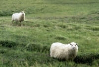 Picture of iceland sheep in iceland