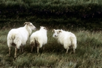 Picture of iceland sheep in iceland