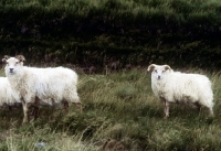 Picture of iceland sheep in iceland
