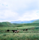 Picture of iceland sheep in pasture