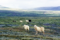 Picture of iceland sheep in three colours in iceland scenery