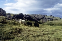 Picture of iceland sheep with two lambs beside rocks in iceland