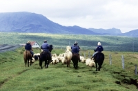 Picture of icelanders, riding iceland horses driving sheep on a track in iceland