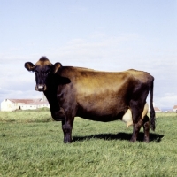 Picture of icelandic cow in field in iceland