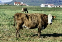 Picture of icelandic cow in iceland
