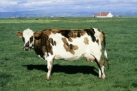 Picture of icelandic cow in iceland