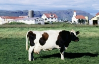 Picture of icelandic cow in iceland