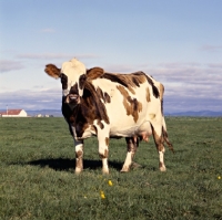Picture of icelandic cow looking at the camera, in iceland