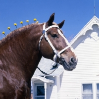 Picture of Illini Masterpiece, American Belgian head and shoulder