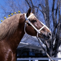 Picture of Illini Masterpiece, American Belgian head study