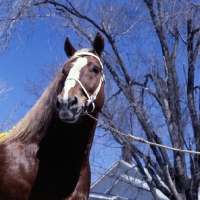 Picture of Illini Masterpiece, American Belgian head study