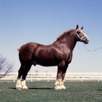 Picture of Illini Masterpiece, American Belgian stallion in usa