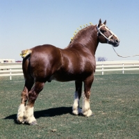 Picture of Illini Masterpiece, american belgian in show pose 
