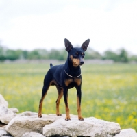 Picture of i'm your man at blandora, minature pinscher on stone wall