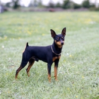 Picture of i'm your man at blandora, miniature pinscher on grass