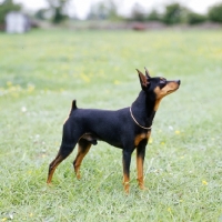 Picture of i'm your man at blandora, miniature pinscher looking up