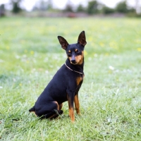 Picture of i'm your man at blandora, miniature pinscher sitting in grass