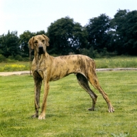 Picture of immature great dane