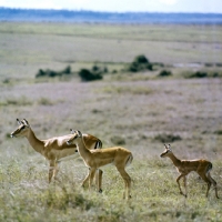 Picture of impala in nairobi national park, kenya
