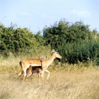Picture of impala with her young in amboseli national park