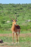Picture of Impala