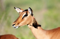 Picture of Impala
