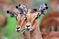 Picture of Impala