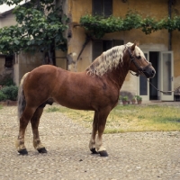 Picture of Impero, Avelignese stallion