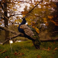 Picture of indian blue peacock at whipsnade zoo