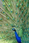 Picture of indian blue peacock displaying feathers