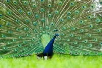 Picture of Indian blue peacock displaying plumage