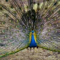 Picture of Indian blue peacock displaying its feathers