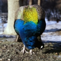 Picture of indian blue peacock looking down