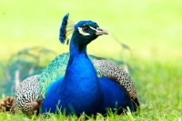 Picture of Indian blue peacock resting on grass