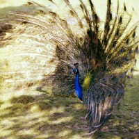 Picture of indian blue peacock