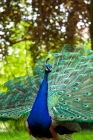 Picture of indian blue peacock