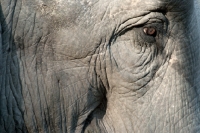 Picture of indian elephant close up