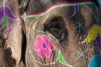 Picture of indian elephant in Jaipur, India