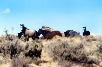 Picture of indian ponies in sage brush in new mexico