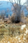 Picture of indian ponies in scenery near taos, new mexico
